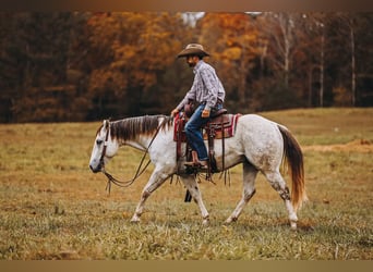 American Quarter Horse, Ruin, 8 Jaar, 150 cm, Schimmel