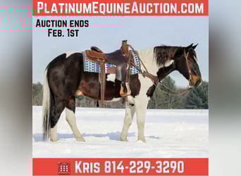 American Quarter Horse, Ruin, 8 Jaar, 150 cm, Tobiano-alle-kleuren