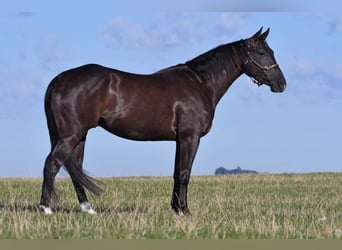 American Quarter Horse, Ruin, 8 Jaar, 150 cm, Zwart