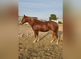 American Quarter Horse, Ruin, 8 Jaar, 152 cm, Bruin