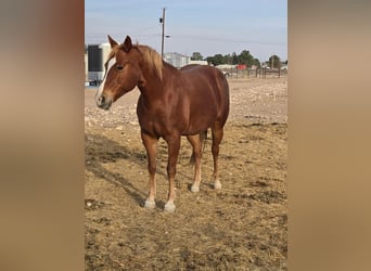 American Quarter Horse, Ruin, 8 Jaar, 152 cm, Bruin