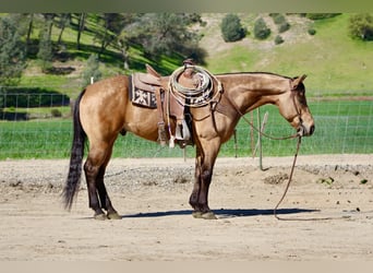 American Quarter Horse, Ruin, 8 Jaar, 152 cm, Buckskin