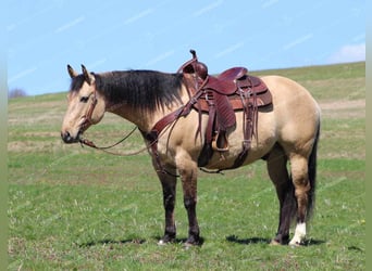 American Quarter Horse, Ruin, 8 Jaar, 152 cm, Buckskin