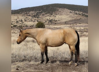 American Quarter Horse, Ruin, 8 Jaar, 152 cm, Buckskin