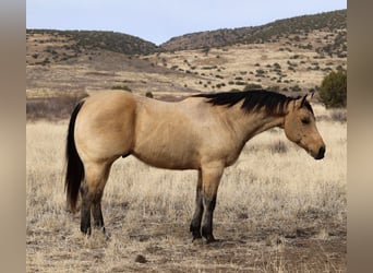 American Quarter Horse, Ruin, 8 Jaar, 152 cm, Buckskin