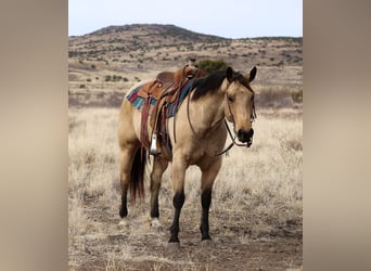 American Quarter Horse, Ruin, 8 Jaar, 152 cm, Buckskin