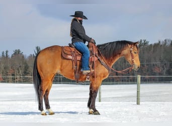 American Quarter Horse, Ruin, 8 Jaar, 152 cm, Buckskin