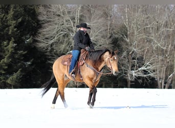 American Quarter Horse, Ruin, 8 Jaar, 152 cm, Buckskin