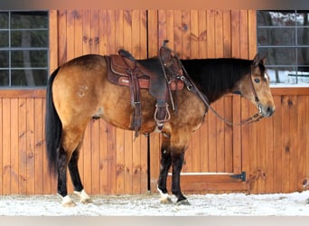 American Quarter Horse, Ruin, 8 Jaar, 152 cm, Buckskin