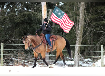 American Quarter Horse, Ruin, 8 Jaar, 152 cm, Buckskin