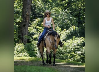 American Quarter Horse, Ruin, 8 Jaar, 152 cm, Buckskin