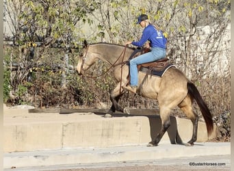 American Quarter Horse, Ruin, 8 Jaar, 152 cm, Buckskin