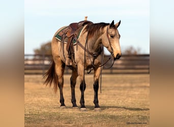 American Quarter Horse, Ruin, 8 Jaar, 152 cm, Buckskin