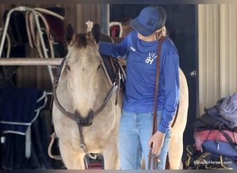 American Quarter Horse, Ruin, 8 Jaar, 152 cm, Buckskin