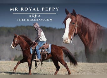 American Quarter Horse, Ruin, 8 Jaar, 152 cm, Donkere-vos