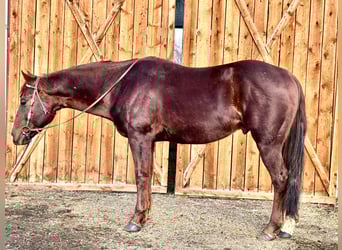 American Quarter Horse, Ruin, 8 Jaar, 152 cm, Donkere-vos