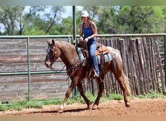 American Quarter Horse, Ruin, 8 Jaar, 152 cm, Donkere-vos