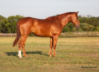 American Quarter Horse, Ruin, 8 Jaar, 152 cm, Donkere-vos