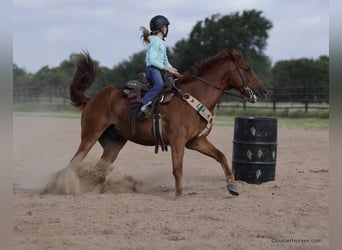 American Quarter Horse, Ruin, 8 Jaar, 152 cm, Donkere-vos