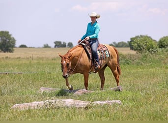 American Quarter Horse, Ruin, 8 Jaar, 152 cm, Falbe