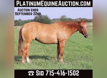 American Quarter Horse, Ruin, 8 Jaar, 152 cm, Falbe