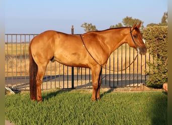 American Quarter Horse, Ruin, 8 Jaar, 152 cm, Falbe