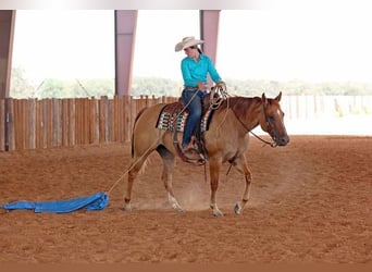 American Quarter Horse, Ruin, 8 Jaar, 152 cm, Falbe