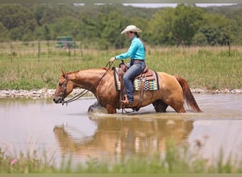 American Quarter Horse, Ruin, 8 Jaar, 152 cm, Falbe