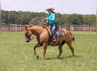 American Quarter Horse, Ruin, 8 Jaar, 152 cm, Falbe