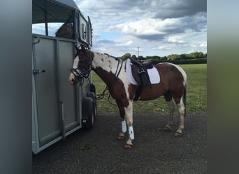 American Quarter Horse Mix, Ruin, 8 Jaar, 152 cm, Gevlekt-paard