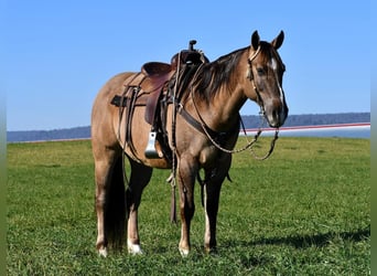 American Quarter Horse, Ruin, 8 Jaar, 152 cm, Grullo