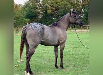 American Quarter Horse, Ruin, 8 Jaar, 152 cm, Grullo