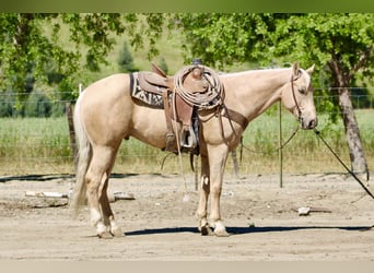 American Quarter Horse, Ruin, 8 Jaar, 152 cm, Palomino