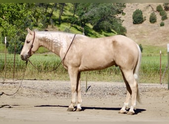 American Quarter Horse, Ruin, 8 Jaar, 152 cm, Palomino
