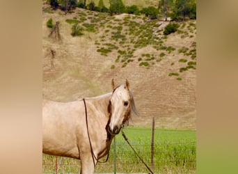 American Quarter Horse, Ruin, 8 Jaar, 152 cm, Palomino
