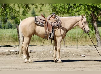 American Quarter Horse, Ruin, 8 Jaar, 152 cm, Palomino
