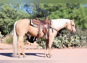 American Quarter Horse, Ruin, 8 Jaar, 152 cm, Palomino