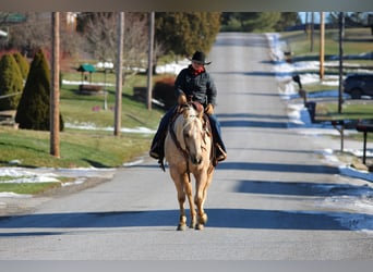 American Quarter Horse, Ruin, 8 Jaar, 152 cm, Palomino
