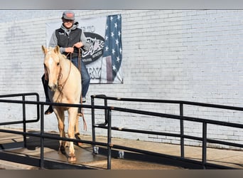 American Quarter Horse, Ruin, 8 Jaar, 152 cm, Palomino
