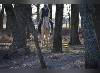 American Quarter Horse, Ruin, 8 Jaar, 152 cm, Palomino