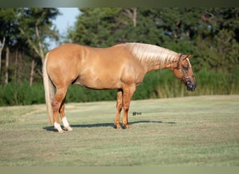 American Quarter Horse, Ruin, 8 Jaar, 152 cm, Palomino