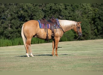 American Quarter Horse, Ruin, 8 Jaar, 152 cm, Palomino