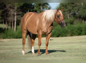 American Quarter Horse, Ruin, 8 Jaar, 152 cm, Palomino