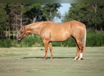 American Quarter Horse, Ruin, 8 Jaar, 152 cm, Palomino