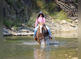 American Quarter Horse, Ruin, 8 Jaar, 152 cm, Palomino