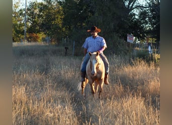 American Quarter Horse, Ruin, 8 Jaar, 152 cm, Palomino