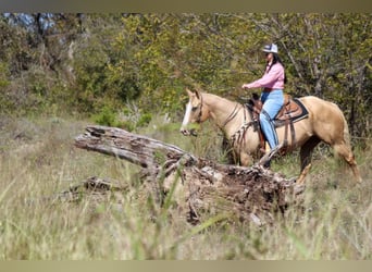 American Quarter Horse, Ruin, 8 Jaar, 152 cm, Palomino