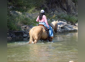 American Quarter Horse, Ruin, 8 Jaar, 152 cm, Palomino