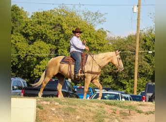 American Quarter Horse, Ruin, 8 Jaar, 152 cm, Palomino