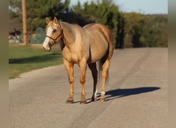 American Quarter Horse, Ruin, 8 Jaar, 152 cm, Palomino